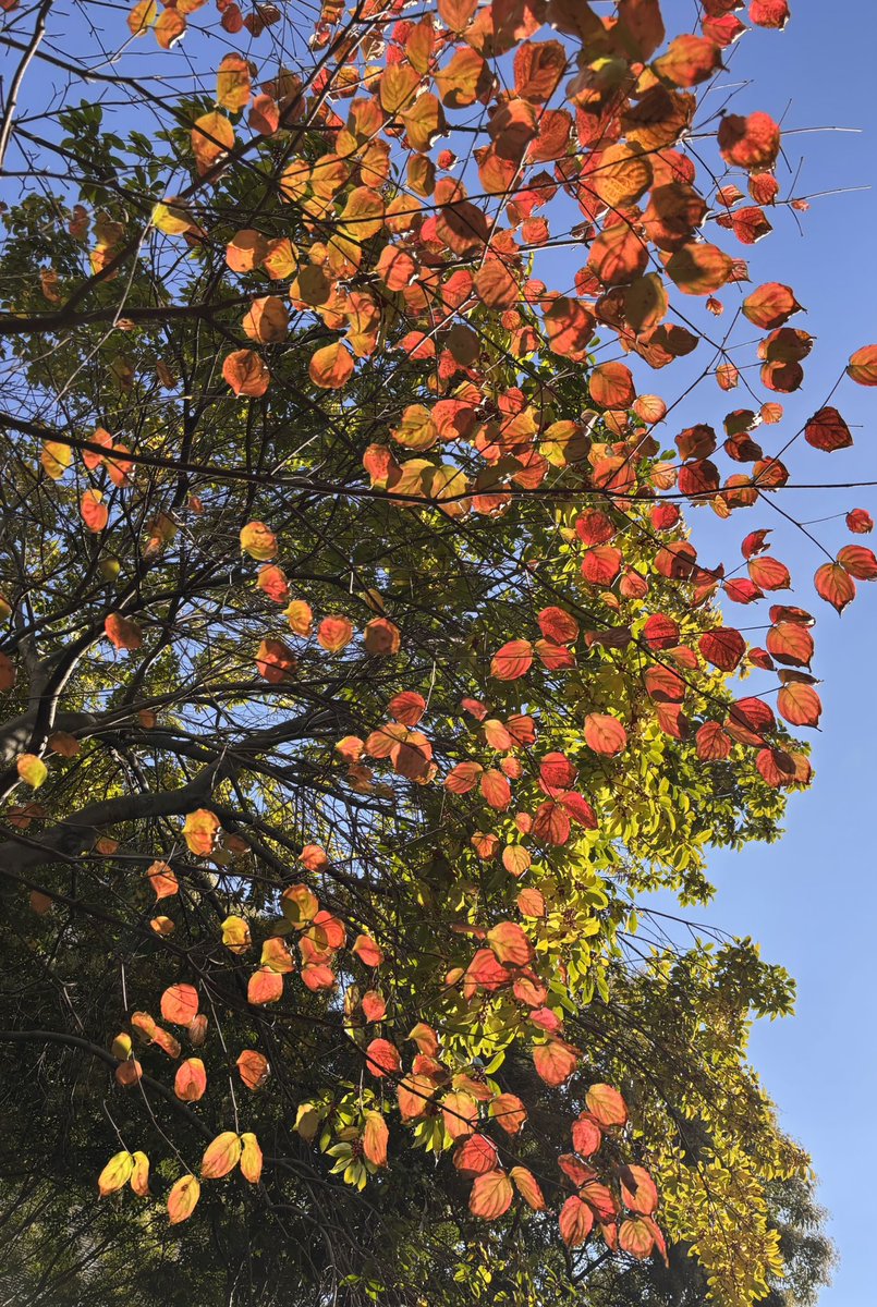 自然の色はなんてきれいなんでしょう