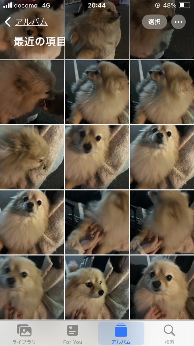 昨日の併せの写真よりくりちゃんの写真の方が多いです！！！！！！！！！きゃわいい🐕 ͗ ͗