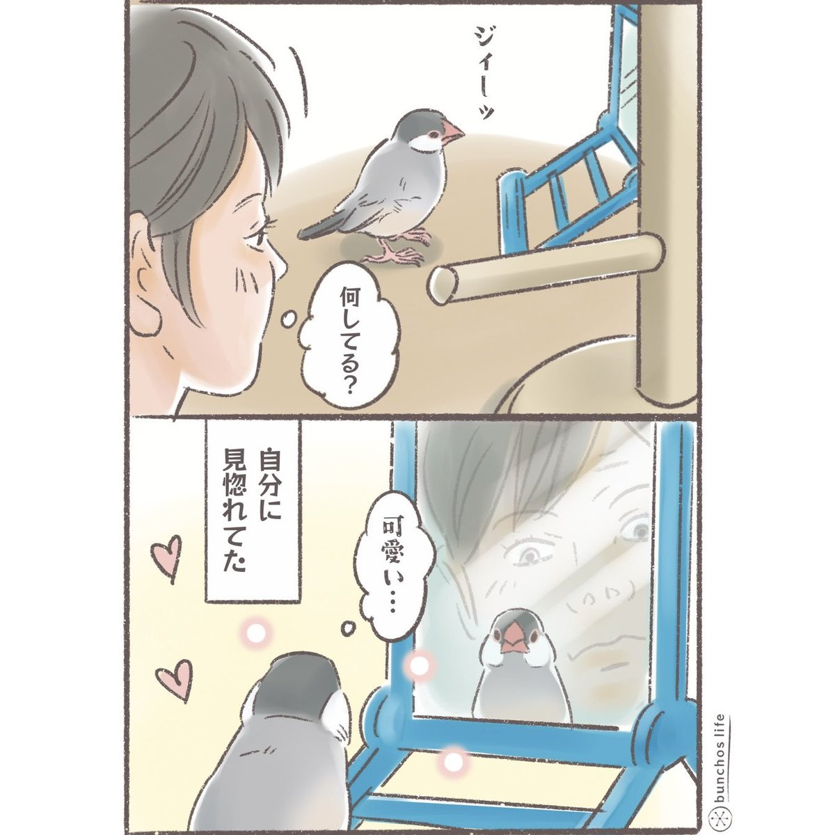 こむぎ🕊️ (@komugi_chan55) / Highlights / X