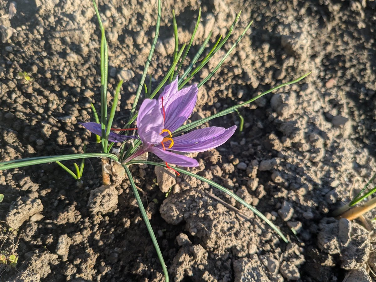 h_secondlife's tweet image. 畑の隅に植えておいた「土も水も要らない球根」
植えたのもしばらく忘れてたので咲いてて驚いた

#家庭菜園 #田舎暮らし #移住