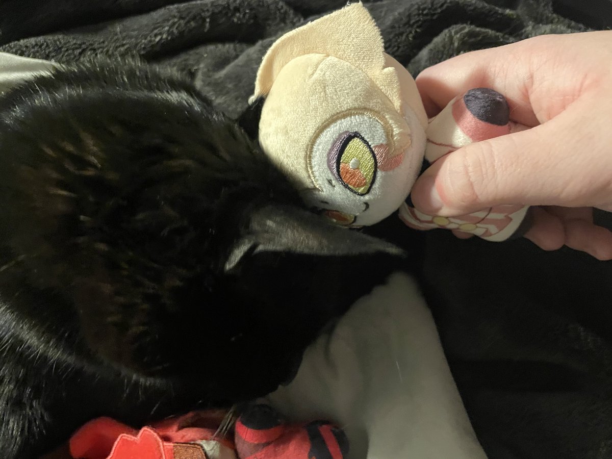 GlitchesVoid's tweet image. Look at the plushies that just came in (got them from @zllm6 )
THEYRE SO CUTEEE
Mocha approves