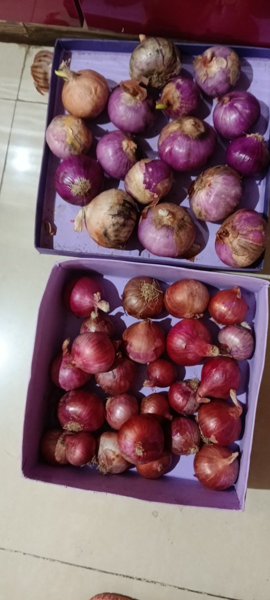 Wild83206947's tweet image. @StarBazaarIndia bought 2kg pack of onion on Wednesday 
Half of the onions are stale