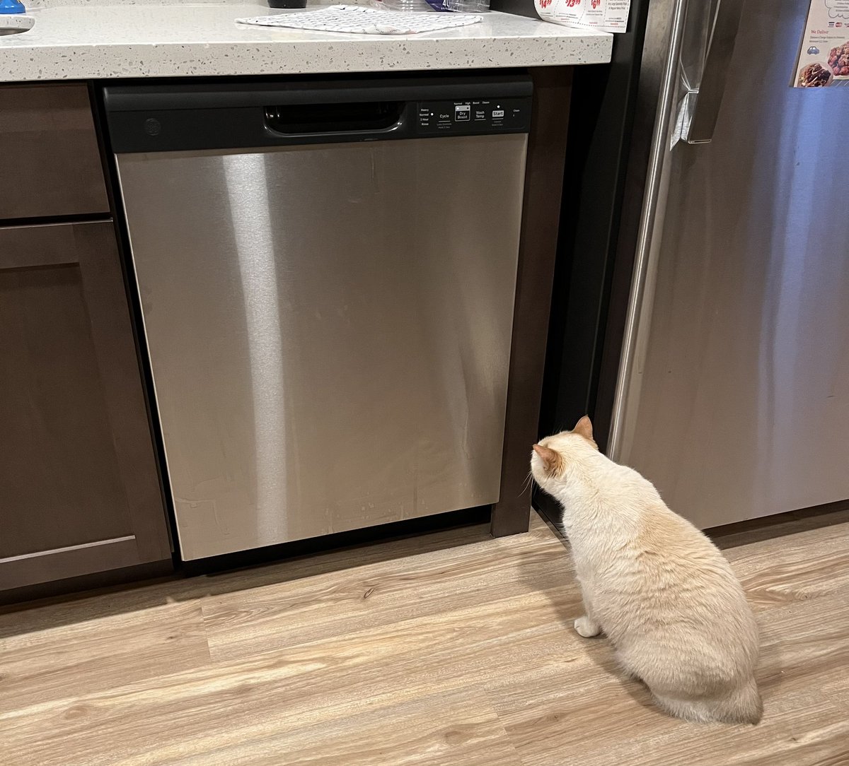 i do not trust this “Dishwasher” machine. It makes suspicious and scary noises