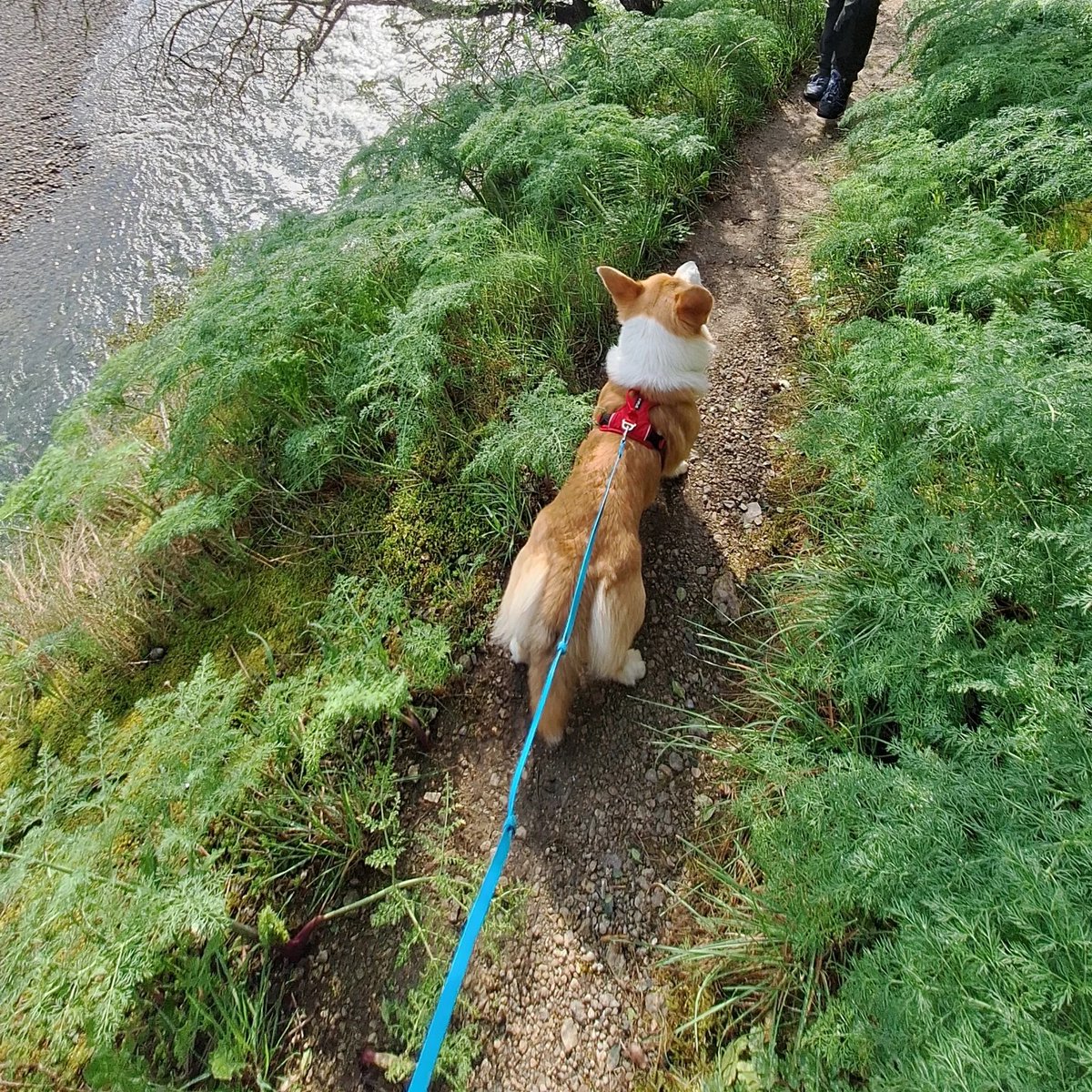 JosephineK1761's tweet image. Awesome photo😍😍❤️❤️
#CorgiJoy #CorgiGoals #LoveMyCorgi #PetsofTwitter #CorgiBark #PrincessWelshCorgi