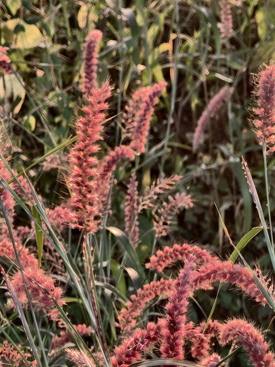 itzchampak's tweet image. ଲାଲିମା; ସୂର୍ଯ୍ୟର, ଫୁଲର ଆଉ ତୁମର... ❤️🥰