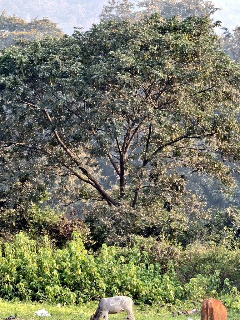 itzchampak's tweet image. ଲାଲିମା; ସୂର୍ଯ୍ୟର, ଫୁଲର ଆଉ ତୁମର... ❤️🥰