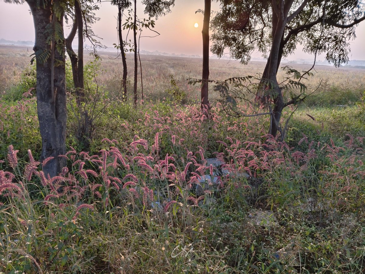 itzchampak's tweet image. ଲାଲିମା; ସୂର୍ଯ୍ୟର, ଫୁଲର ଆଉ ତୁମର... ❤️🥰