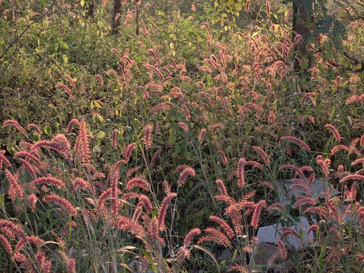 itzchampak's tweet image. ଲାଲିମା; ସୂର୍ଯ୍ୟର, ଫୁଲର ଆଉ ତୁମର... ❤️🥰