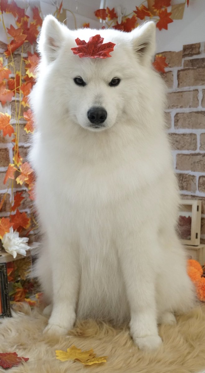 わかりやすい犬