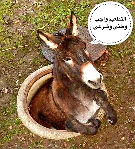jx__0's tweet photo. @bdoBbss @SaudiNews50 القطيع 👇 https://t.co/pwi1QDmEkc