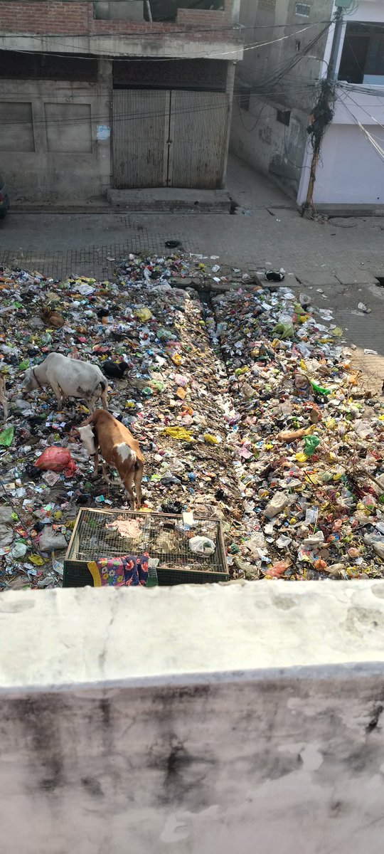 UpSoch's tweet photo. Kripya safai krane ki kripa kre maharaj 
Sadak tak kuda faila hua h
Ward 60 dadi ma hotel ke piche

@CMOfficeUP @mayorkanpur @DMKanpur @MCkanpur https://t.co/HZUtptbmCL