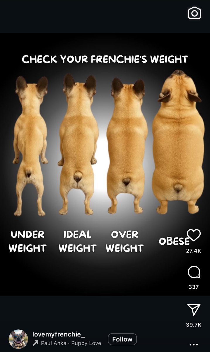 realifefairy_'s tweet image. feeling like an obese frenchie lately