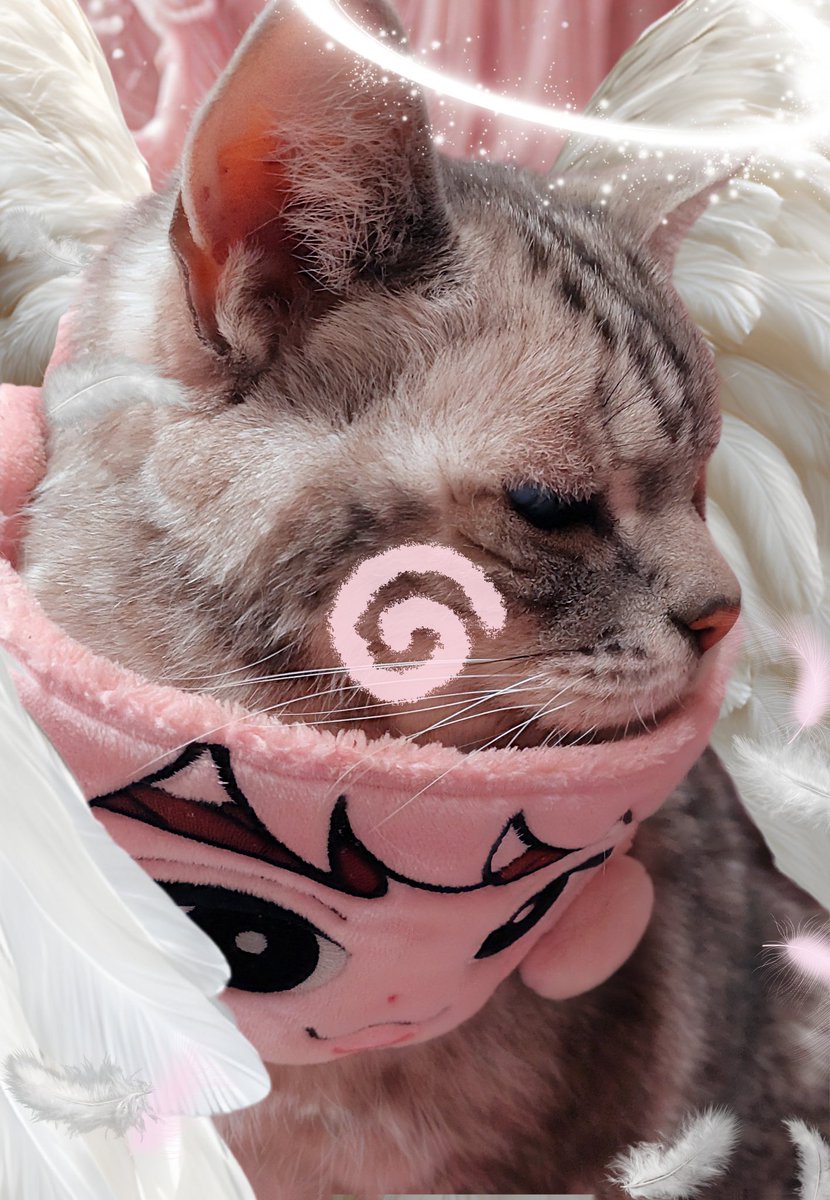 ボクと一緒で 嬉しぃけど おそろい〜🩷ฅ(*´꒳`*ฅ)ꪆ とも喜べなくて