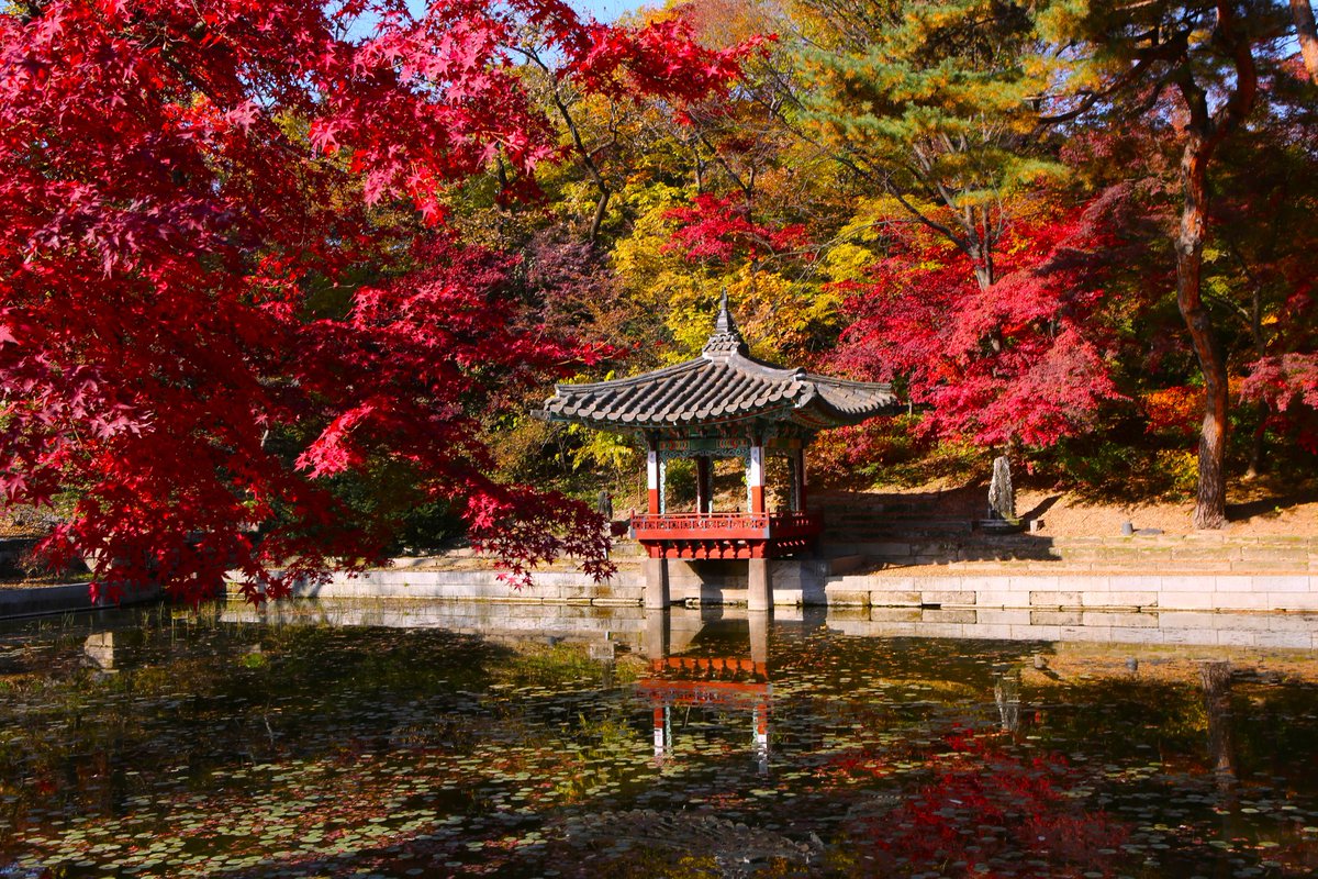 창덕궁 후원.
인원 제한으로 들어가기가 어려워
더욱 궁금했던 단풍 명소.
어렵사리 표를 구해 비경을 마음껏 누릴 수 있었다.
역시 최고 아름다운 가을을 선사해주었다.