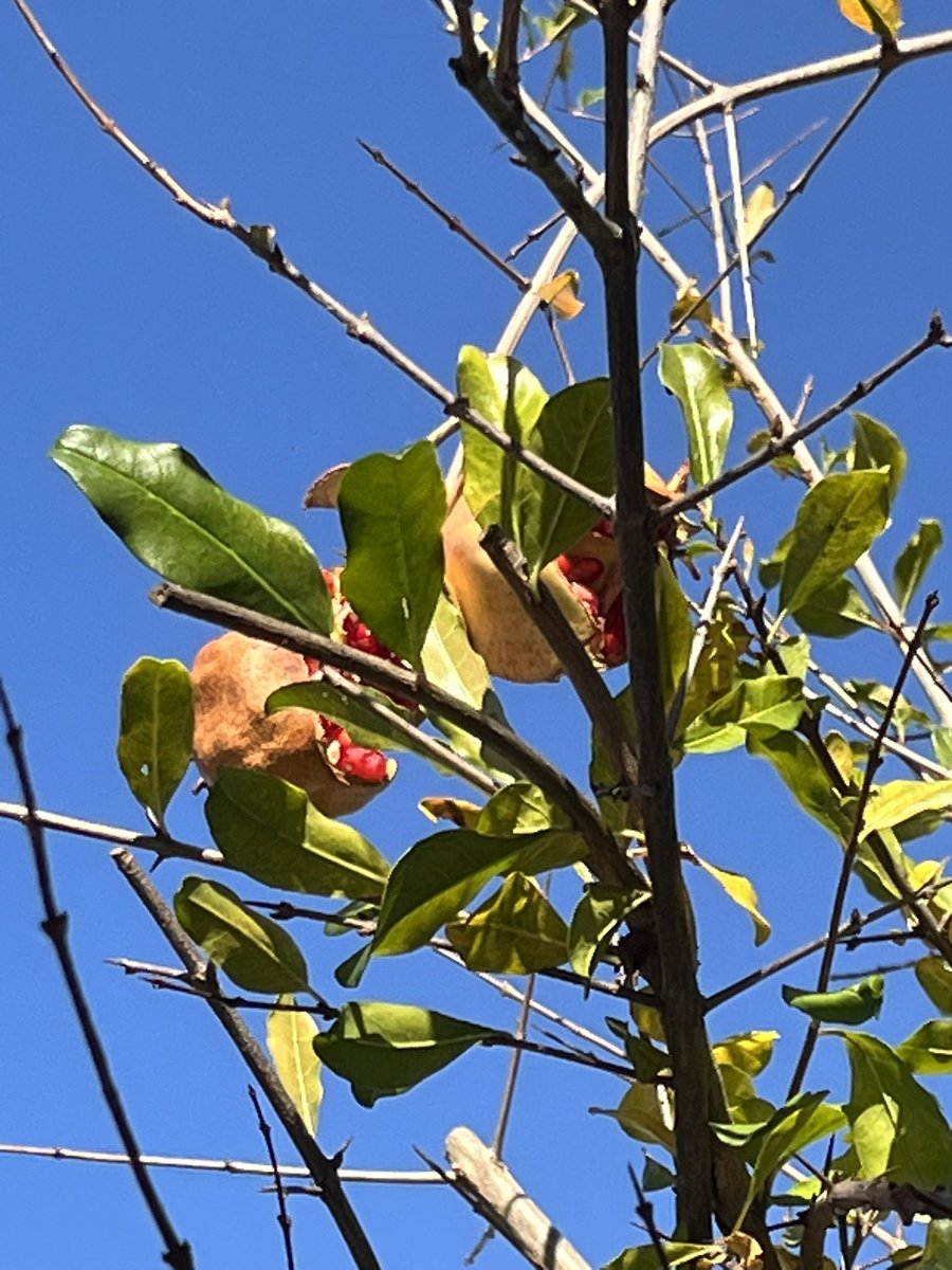 亀戸天神から見たスカイツリー！
V6の坂本くんの実家の八百屋さんの前通ったらシャッター閉まってたから営業してないのかも。昔、近所のお寿司屋さんが坂本君のお父さんと付き合いあったとかでサイン貰ってきてくれたけど嬉しくなかった😅全員だったら欲しいと思ったかな。