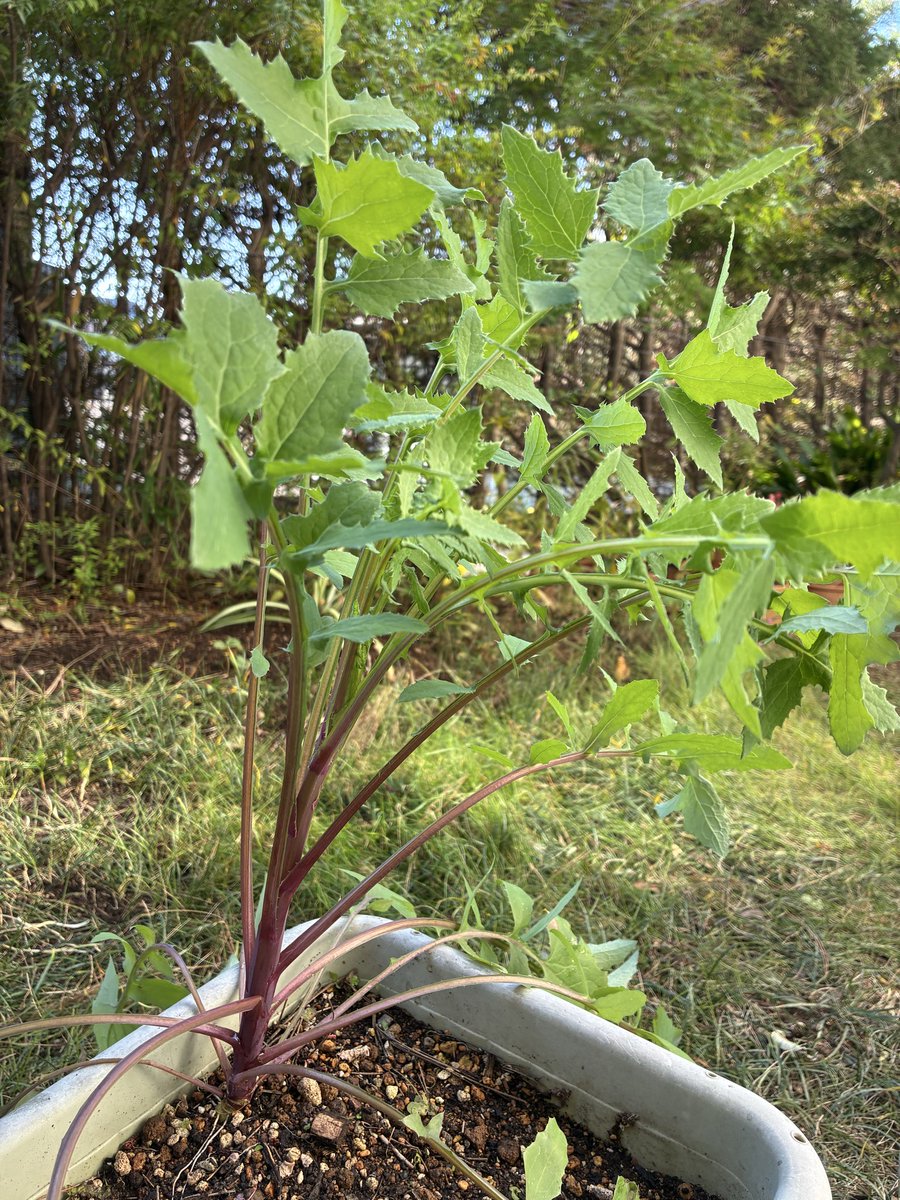 矢車草大株の小苗ポストいっぱい♫ これは何？ 写真でグーグル検索し