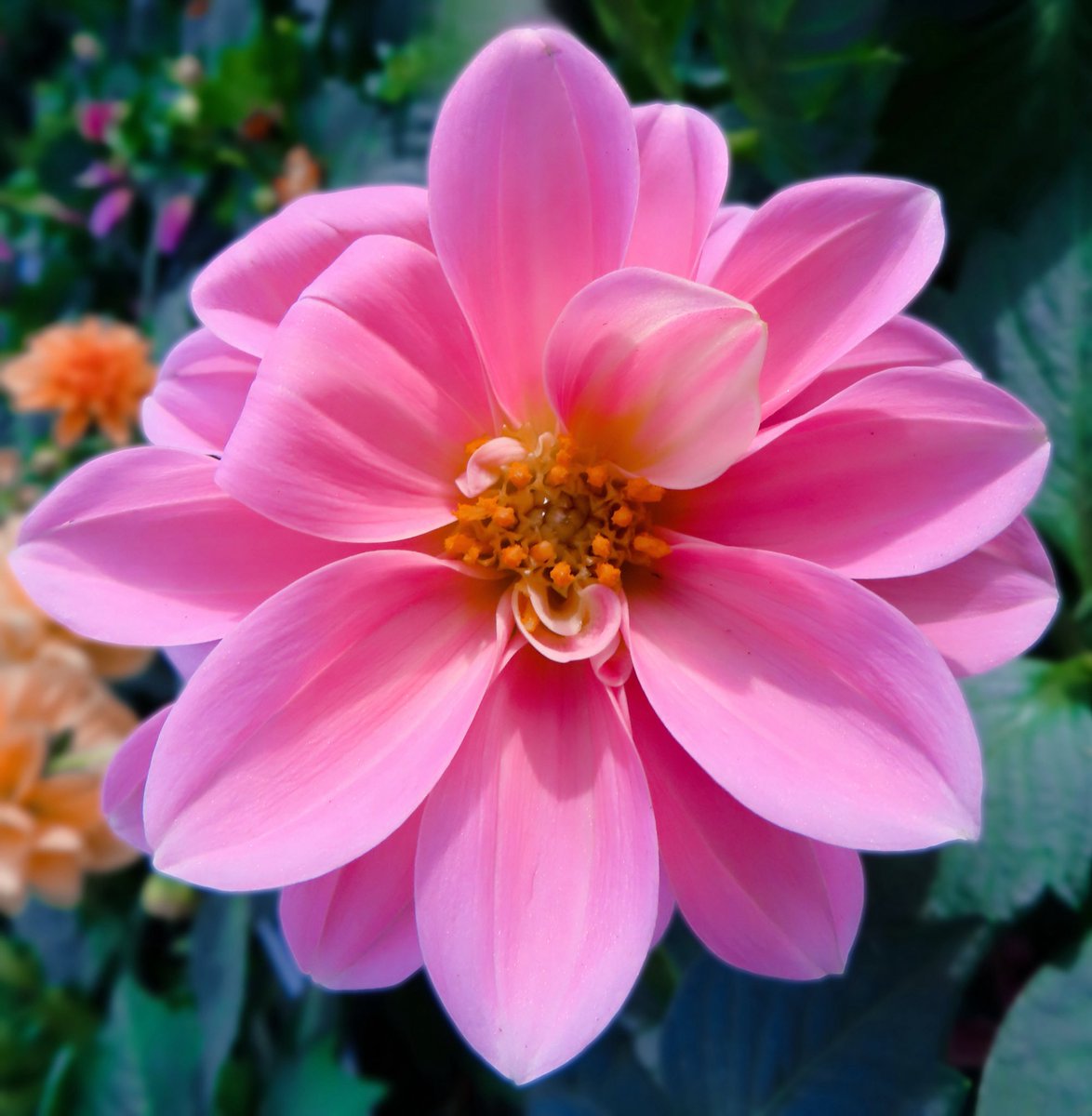 mephisto2102101's tweet image. FlowerPower.

🤍
.
.
.