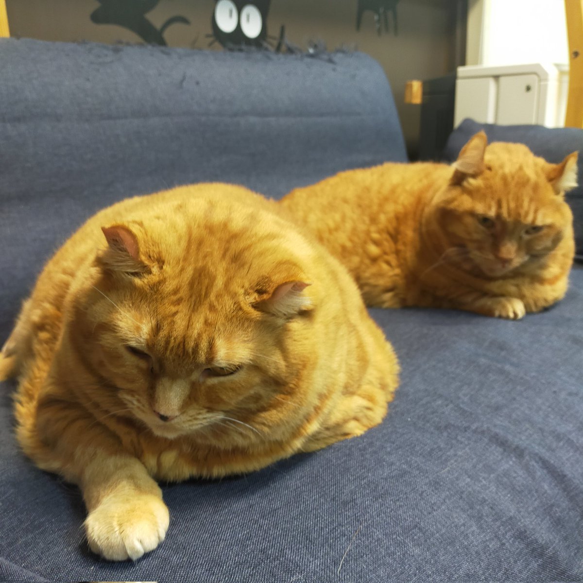 aizu_megoneko's tweet image. 早朝は濃霧、今は青空広がる月曜日
#會津めごねこ 営業中です

今週もよろしくお願いします🐱

夕方からは気温が下がり雪になる予報も出ています
暖かくしてお越しください

#11匹のめごい猫に逢いに来てね
#触れ合える猫カフェ
#猫休日
#22日は休業
#11月も不定休
#固定ポスト見てね
#会津 ＃cat