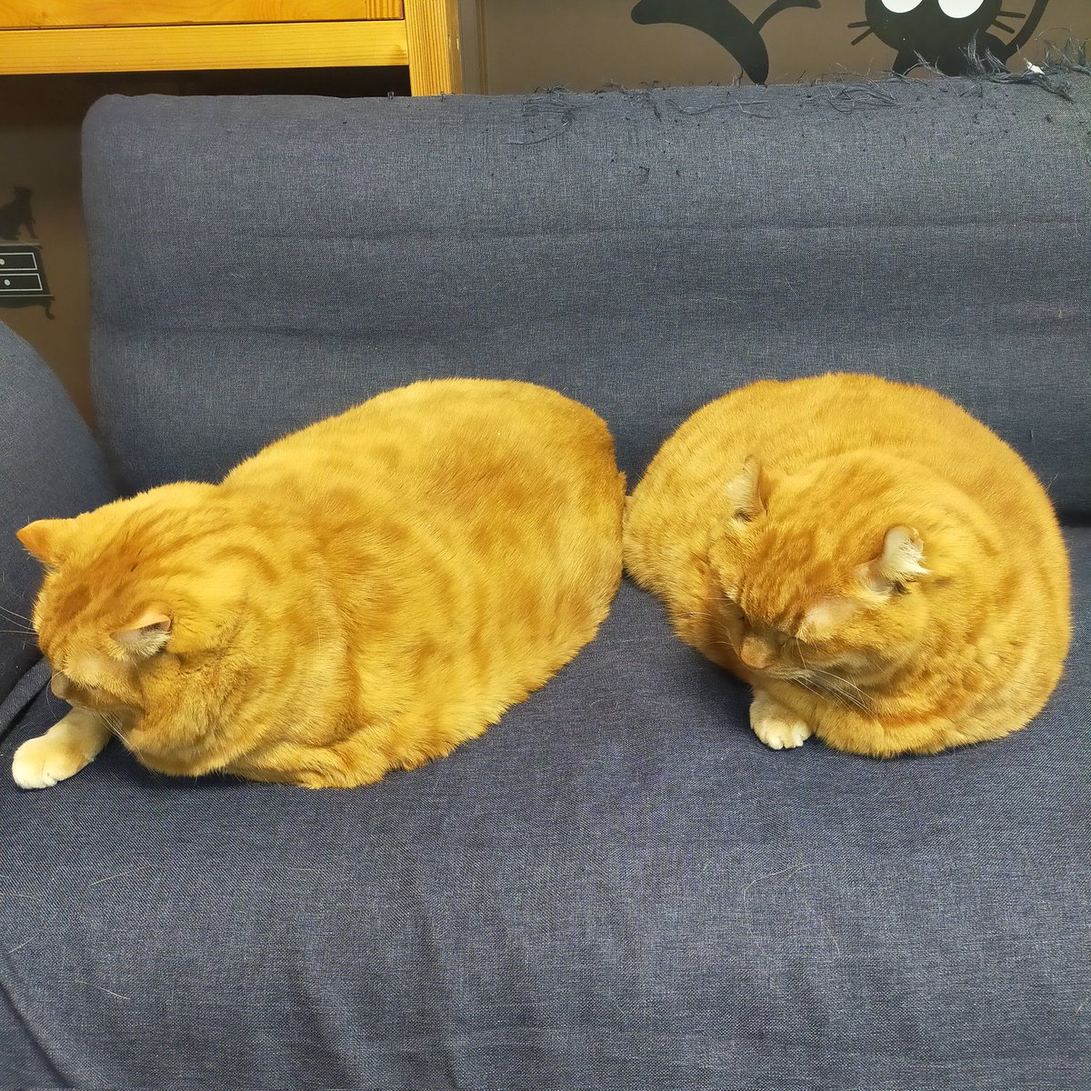 aizu_megoneko's tweet image. 早朝は濃霧、今は青空広がる月曜日
#會津めごねこ 営業中です

今週もよろしくお願いします🐱

夕方からは気温が下がり雪になる予報も出ています
暖かくしてお越しください

#11匹のめごい猫に逢いに来てね
#触れ合える猫カフェ
#猫休日
#22日は休業
#11月も不定休
#固定ポスト見てね
#会津 ＃cat