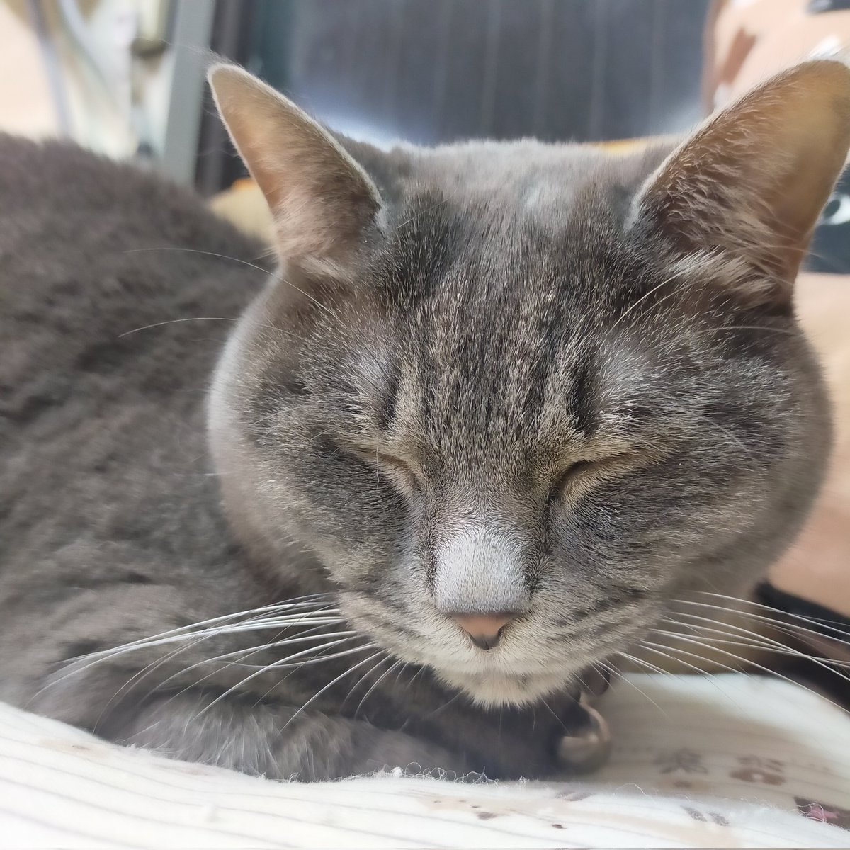 aizu_megoneko's tweet image. 早朝は濃霧、今は青空広がる月曜日
#會津めごねこ 営業中です

今週もよろしくお願いします🐱

夕方からは気温が下がり雪になる予報も出ています
暖かくしてお越しください

#11匹のめごい猫に逢いに来てね
#触れ合える猫カフェ
#猫休日
#22日は休業
#11月も不定休
#固定ポスト見てね
#会津 ＃cat