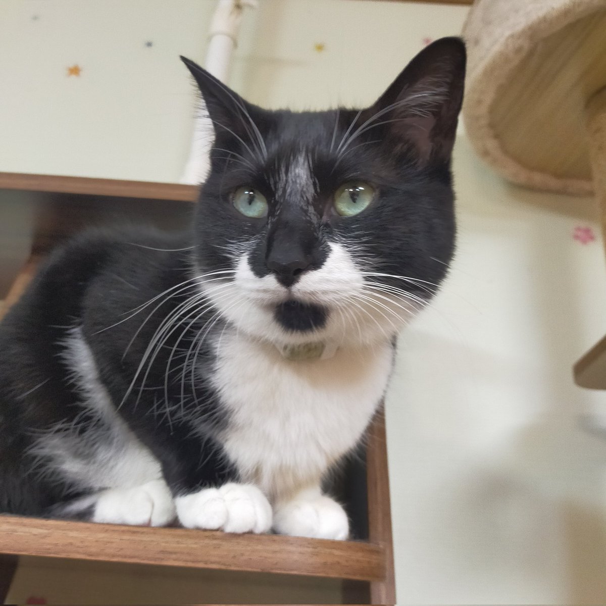 aizu_megoneko's tweet image. 早朝は濃霧、今は青空広がる月曜日
#會津めごねこ 営業中です

今週もよろしくお願いします🐱

夕方からは気温が下がり雪になる予報も出ています
暖かくしてお越しください

#11匹のめごい猫に逢いに来てね
#触れ合える猫カフェ
#猫休日
#22日は休業
#11月も不定休
#固定ポスト見てね
#会津 ＃cat