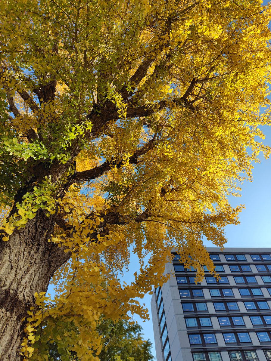銀杏。衆院第2議員会館前。