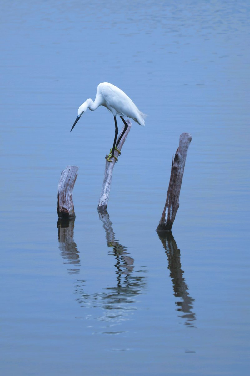 Indianscapes's tweet photo. Visited Pallikaranai Marshland Park yesterday. Captured these beautiful migratory birds #mustvisit https://t.co/Dorth4GfRb