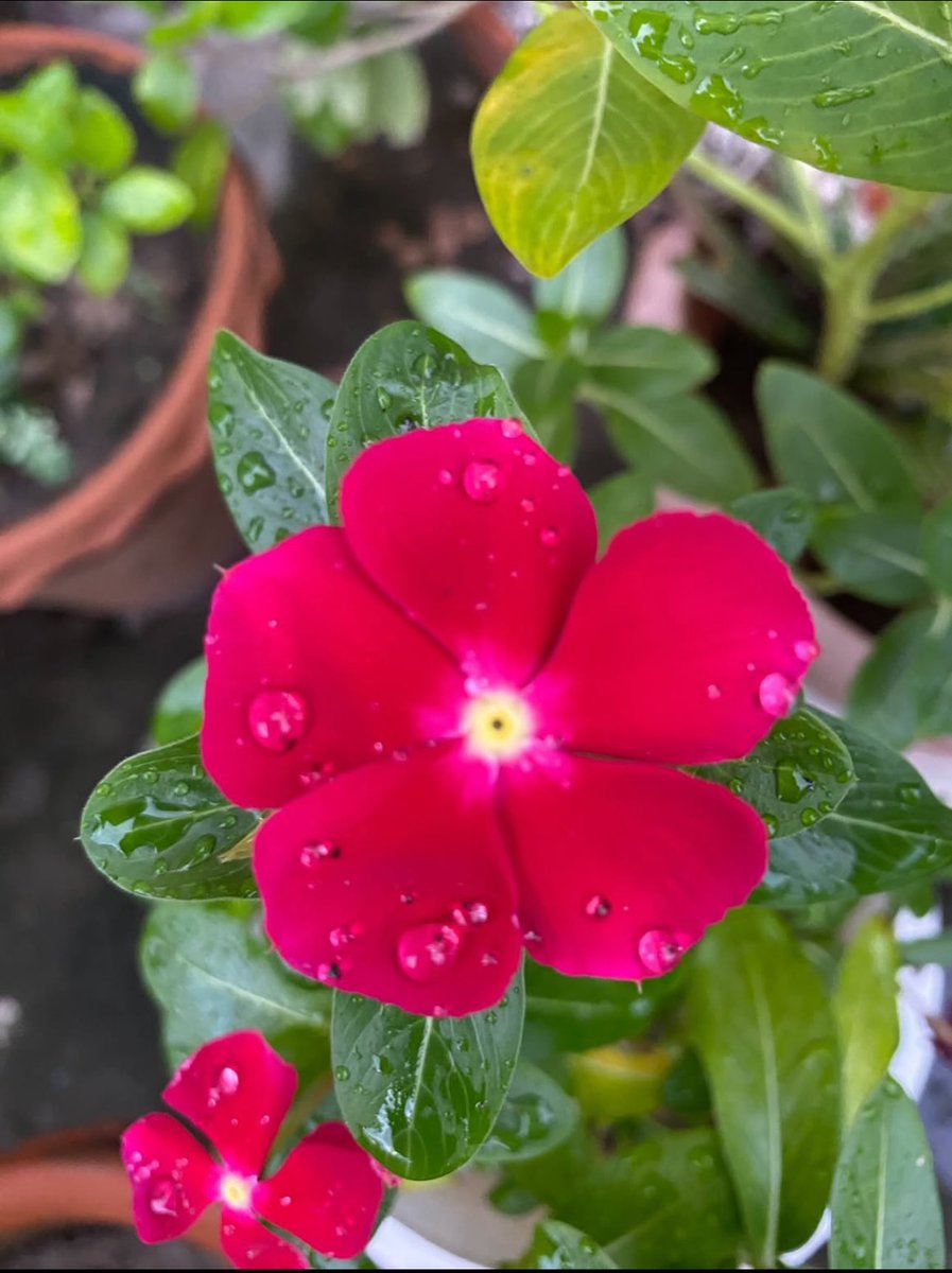 Vrundavan_Dham's tweet image. Find peace 
where your heartbeat feels heard💯

#MondayVibes 🦋🦋