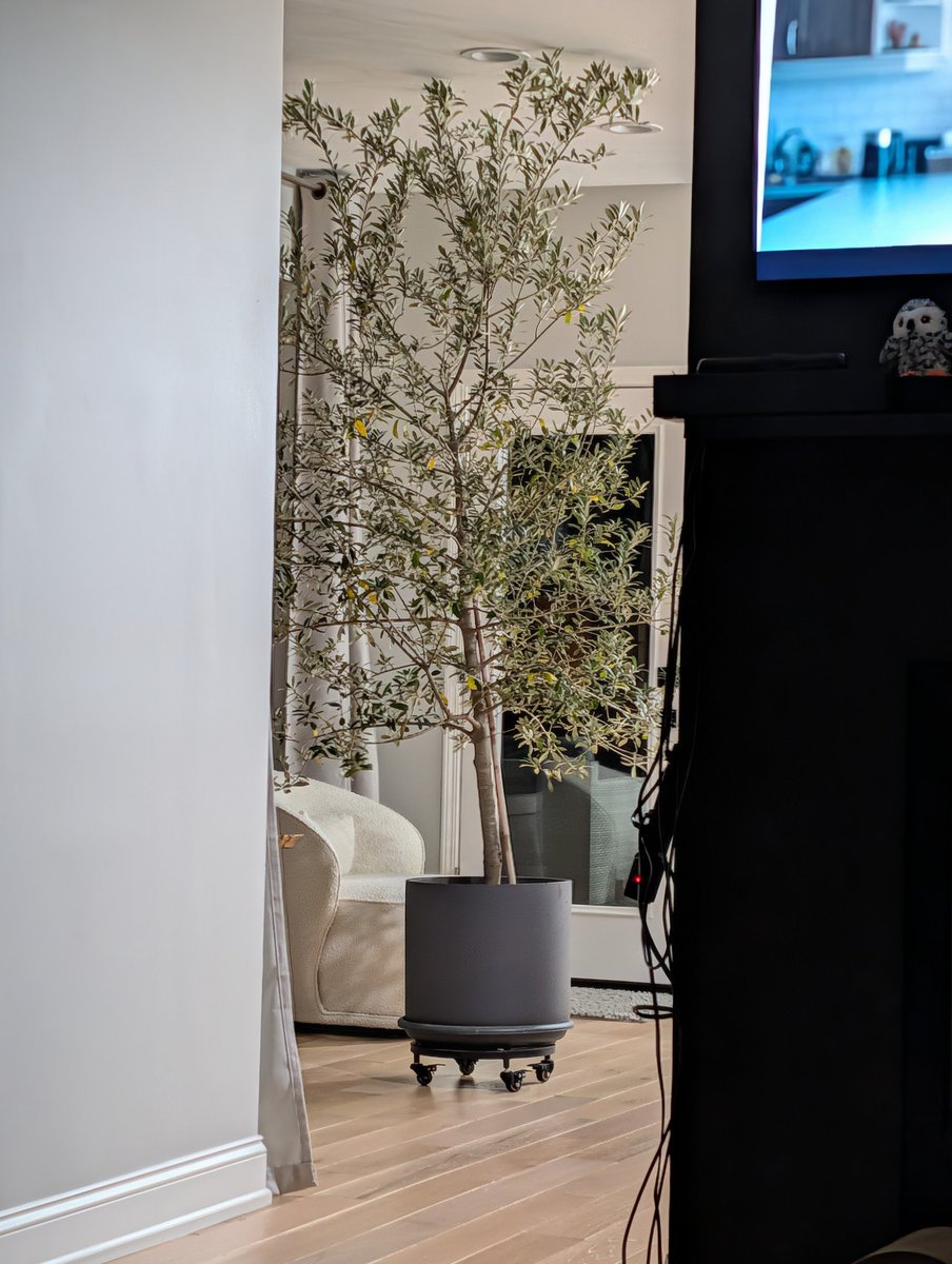 mikegkc's tweet image. I&apos;m no botanist, but I&apos;m thinking the Olive tree needs to be trimmed