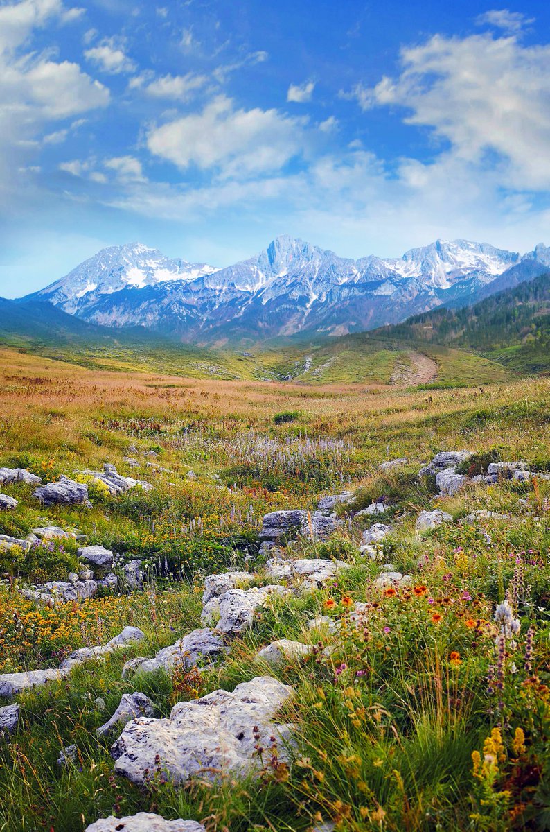 Good morning dear All friends 🔆☘️🌼🌸
#MondayMorning
#wildflowers