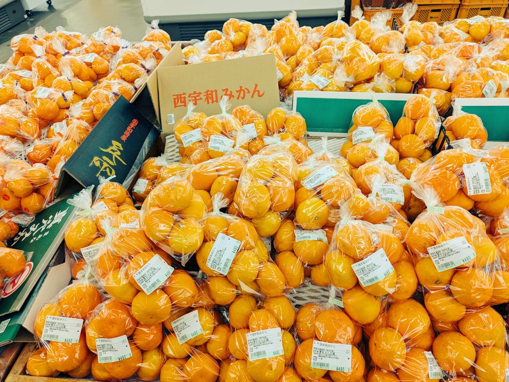 西宇和方面のみかん始まったわ