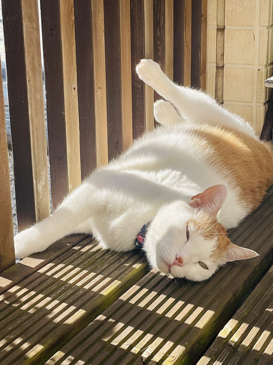 ネコとネコとネコ＋α (@neko_neko0222) / Posts / X