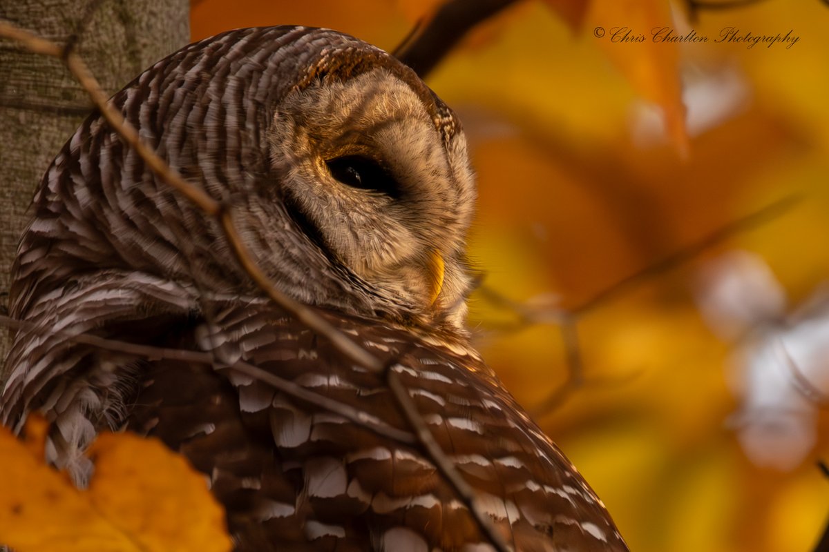 CSDCPhoto's tweet image. 🍂Golden hour magic.  The final moments of direct sunlight in the treetops.🍂
🦉 - Barred Owl
🗺 - Medina County Ohio
📷 - Canon EOS R5 Mark 2 || Canon RF 200-800mm
🎨
#WildlifePhotography #Ohio #BirdPhotography #BarredOwl #OwlPhotography #PhotoOfTheDay #Canon #BirdsOfPrey…