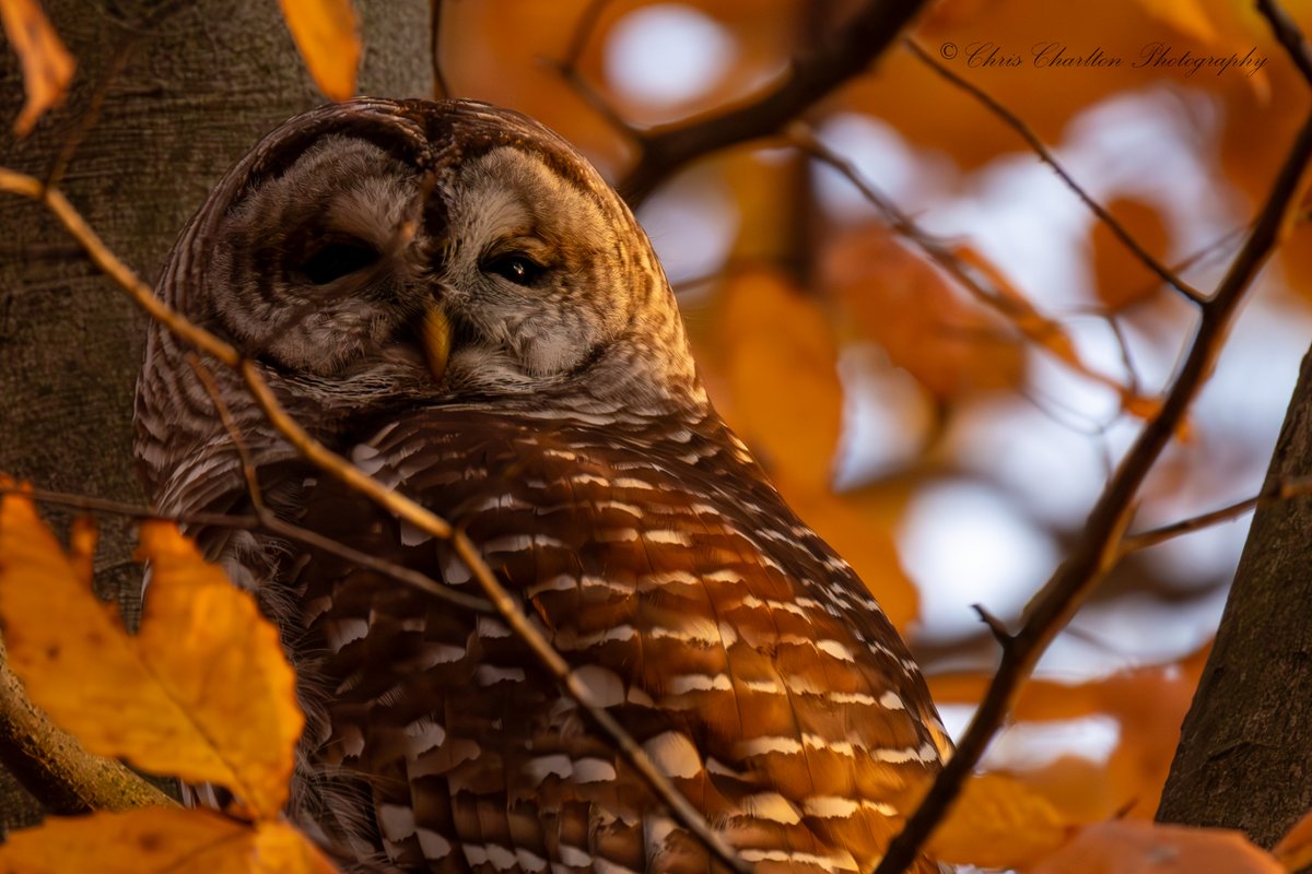 CSDCPhoto's tweet image. 🍂Golden hour magic.  The final moments of direct sunlight in the treetops.🍂
🦉 - Barred Owl
🗺 - Medina County Ohio
📷 - Canon EOS R5 Mark 2 || Canon RF 200-800mm
🎨
#WildlifePhotography #Ohio #BirdPhotography #BarredOwl #OwlPhotography #PhotoOfTheDay #Canon #BirdsOfPrey…
