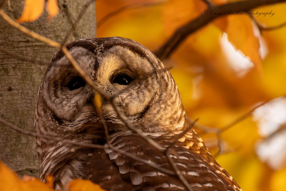 CSDCPhoto's tweet image. 🍂Golden hour magic.  The final moments of direct sunlight in the treetops.🍂
🦉 - Barred Owl
🗺 - Medina County Ohio
📷 - Canon EOS R5 Mark 2 || Canon RF 200-800mm
🎨
#WildlifePhotography #Ohio #BirdPhotography #BarredOwl #OwlPhotography #PhotoOfTheDay #Canon #BirdsOfPrey…