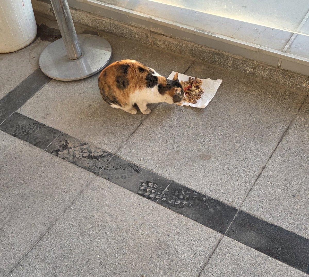 Buz gibi Ankara sabahından Günaydın. 🥶☕

Sokak hayvanlarını unutmadığımız bir hafta olsun lütfen 🐈🐕

#SokakHayvanlarıSahipsizDeğil
#birkapsubirkapmama