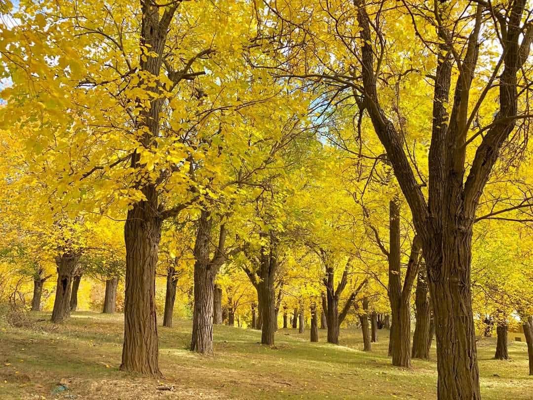 Dut bahçesinden muhteşem sonbahar renkleri.  Ahpirik köyü, İspir, Erzurum.  Çekim Yasin Sülek.