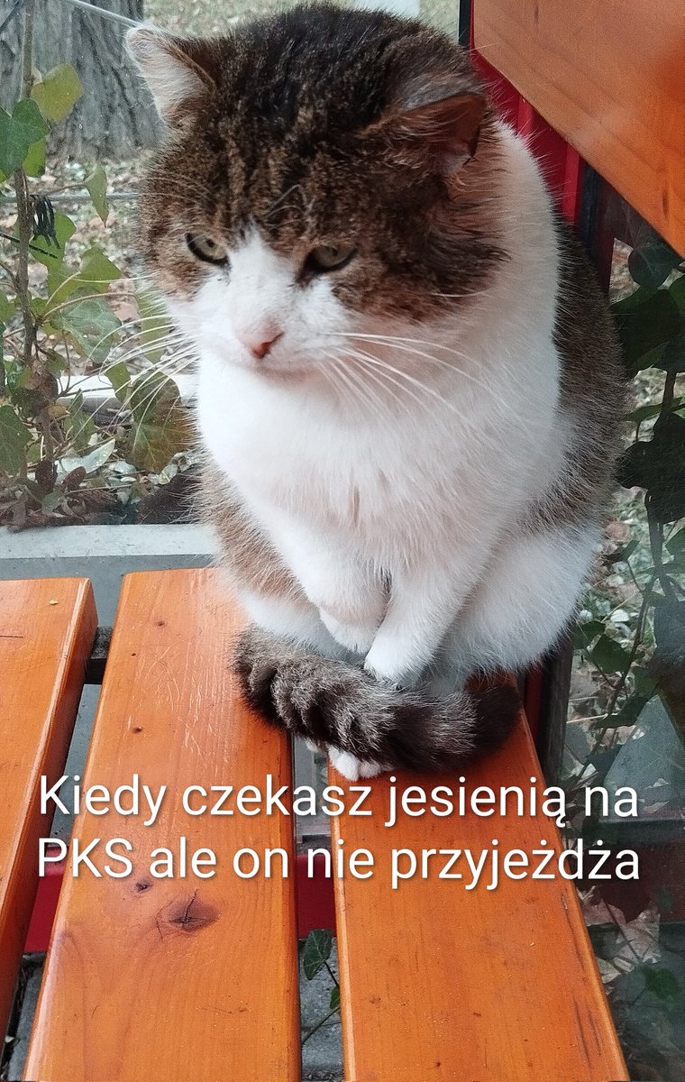 Niegrzeczny0407's tweet image. #Memes #kot #przystanek