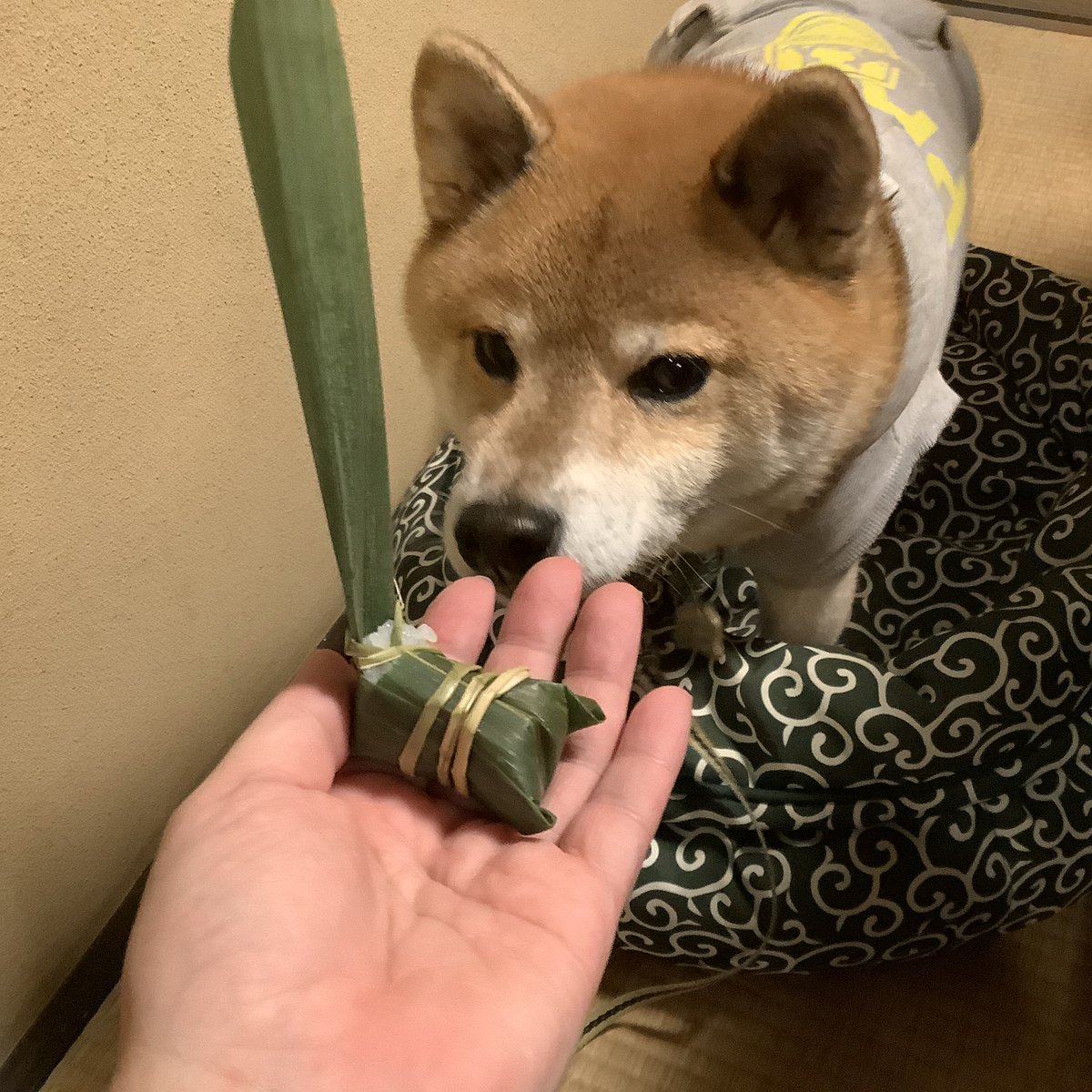 柴犬君 ページ A younger Shiba Inu quietly takes refuge from his older brother