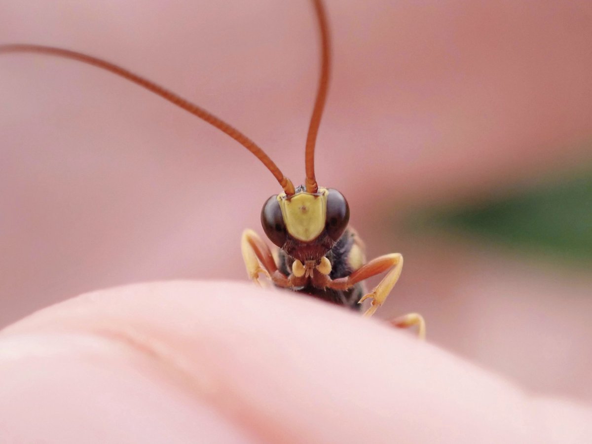 piyo_bug's tweet image. 顔もスタイルも完璧
#キオビメンガタヒメバチ