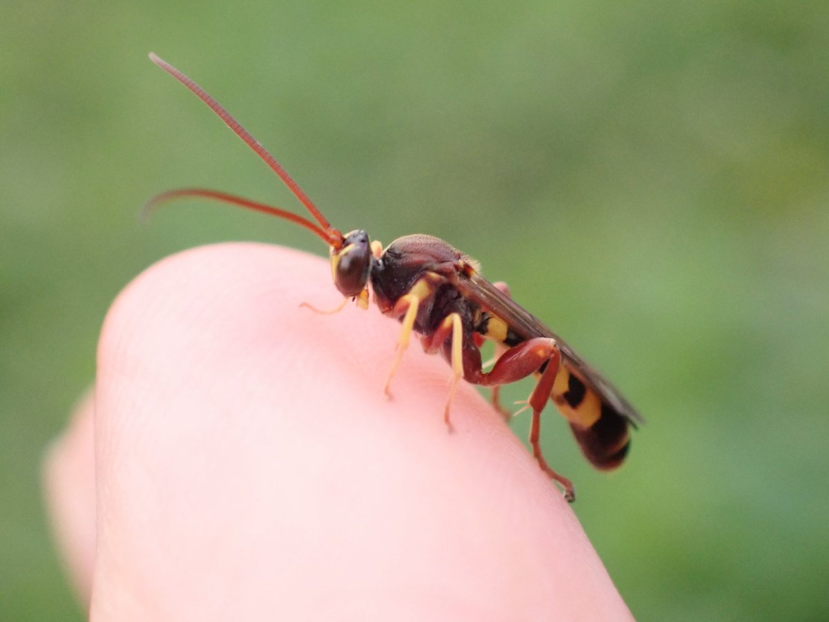 piyo_bug's tweet image. 顔もスタイルも完璧
#キオビメンガタヒメバチ