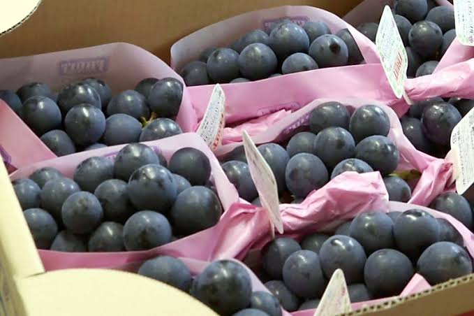 pupledrop689's tweet image. 深い甘みと香りを、あなたのもとへ。
紫雫堂の厳選ぶどう3kgを抽選で1名様にお届け🍇

応募方法👇
① フォロー
② いいね＆リポスト

締切: 11/27   23:59