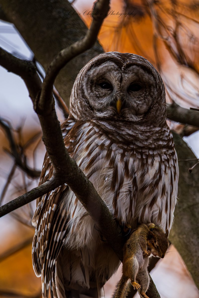 CSDCPhoto's tweet image. This Barred Owl stashed it&apos;s kill 🐿and then went out hunting for more, stashing this kill to save for later or for it&apos;s mate.
🦉
🗺 - Medina County Ohio - Medina County Park District
📷 - Canon EOS R5 Mark 2 || Canon RF 200-800mm
🎨
#WildlifePhotography #Ohio #BirdPhotography…