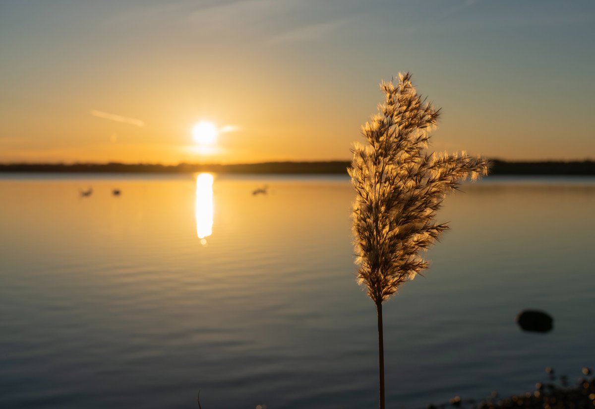 DorteHedengran's tweet photo. What a beautiful day by the fjord ☀️

#Denmark #SonyAlpha #NaturePhotography #November17th #photooftheday #MondayVibes #MondayMorning 

📸Dorte Hedengran https://t.co/9lBo4yXcYP