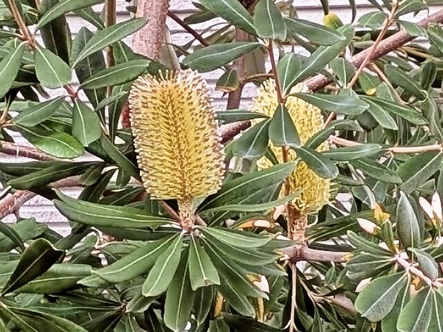 コースト・バンクシア