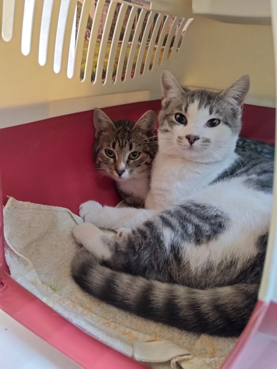 Red_Hatty's tweet image. У меня сегодня День Рождения и лучшим подарком будет ваша помощь!  🙏❤️
Брат с сестричкой, Тошка и Софи, 5 месяцев, ищут срочно дом, живут при зоомагазине! 
Приучены к туалету,  игривые, ласковые, в идеале - забрать их вместе! 
#котята #ищудом #помощь #СПБ #кот