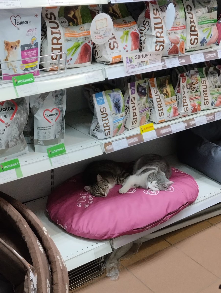 Red_Hatty's tweet image. У меня сегодня День Рождения и лучшим подарком будет ваша помощь!  🙏❤️
Брат с сестричкой, Тошка и Софи, 5 месяцев, ищут срочно дом, живут при зоомагазине! 
Приучены к туалету,  игривые, ласковые, в идеале - забрать их вместе! 
#котята #ищудом #помощь #СПБ #кот