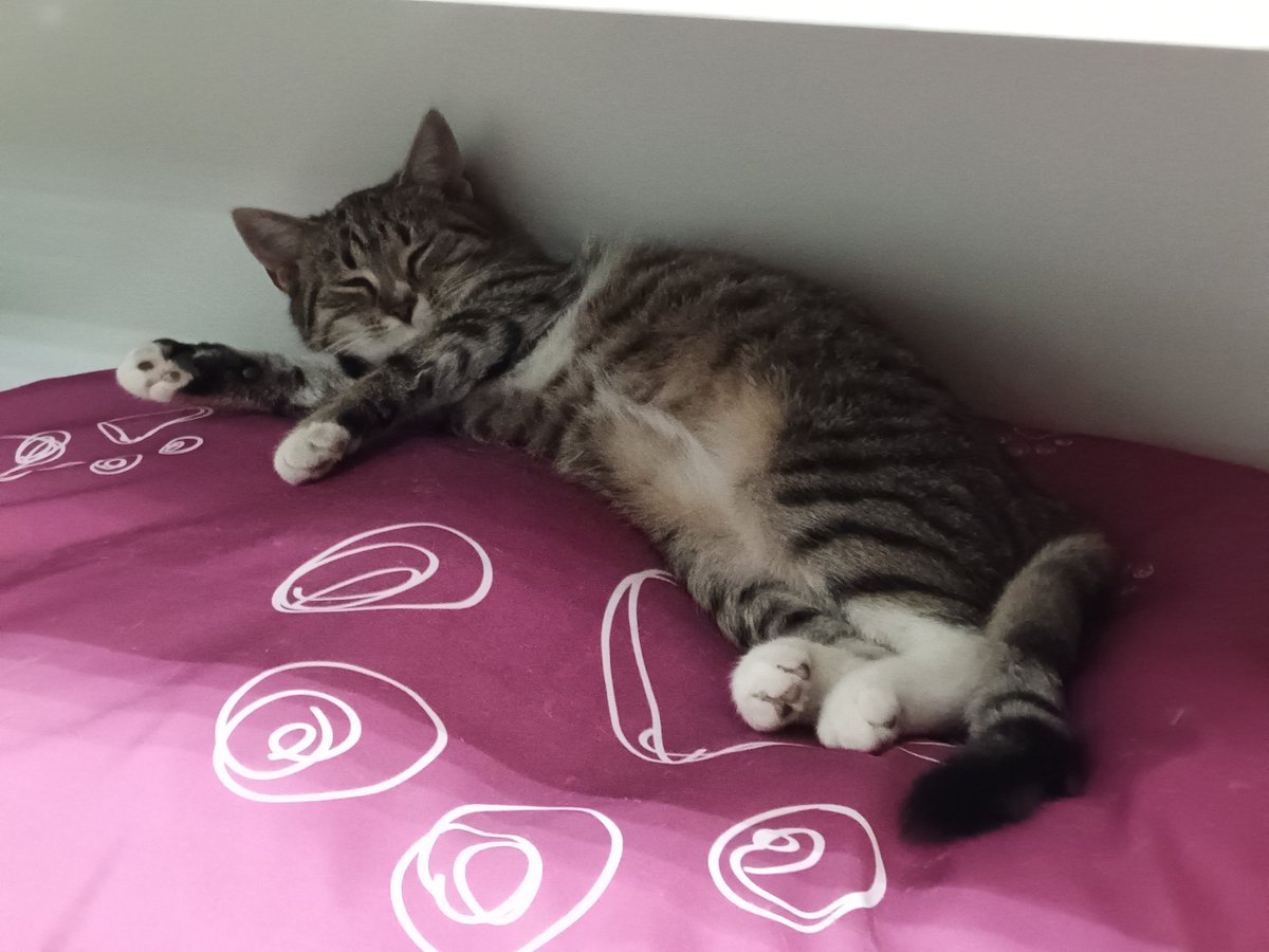 Red_Hatty's tweet image. У меня сегодня День Рождения и лучшим подарком будет ваша помощь!  🙏❤️
Брат с сестричкой, Тошка и Софи, 5 месяцев, ищут срочно дом, живут при зоомагазине! 
Приучены к туалету,  игривые, ласковые, в идеале - забрать их вместе! 
#котята #ищудом #помощь #СПБ #кот