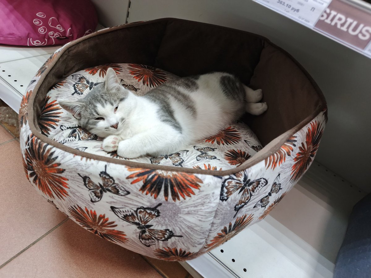 Red_Hatty's tweet image. У меня сегодня День Рождения и лучшим подарком будет ваша помощь!  🙏❤️
Брат с сестричкой, Тошка и Софи, 5 месяцев, ищут срочно дом, живут при зоомагазине! 
Приучены к туалету,  игривые, ласковые, в идеале - забрать их вместе! 
#котята #ищудом #помощь #СПБ #кот