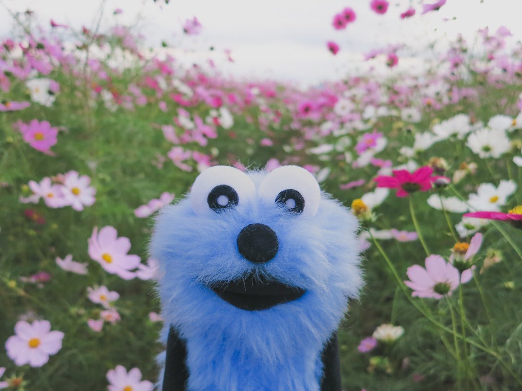 コスモス畑からドゥーイ！

#パペットスンスン